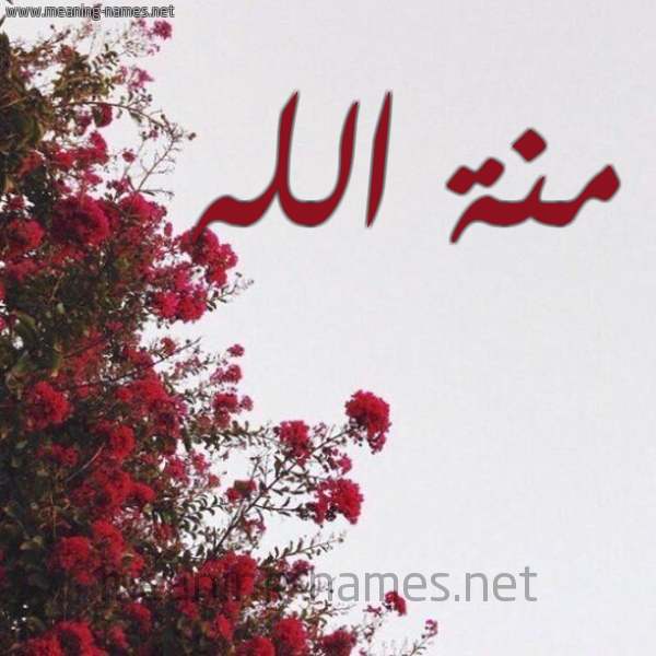 شكل 18 صوره الورد الأحمر للإسم بخط رقعة صورة اسم منة الله Mennatuallah